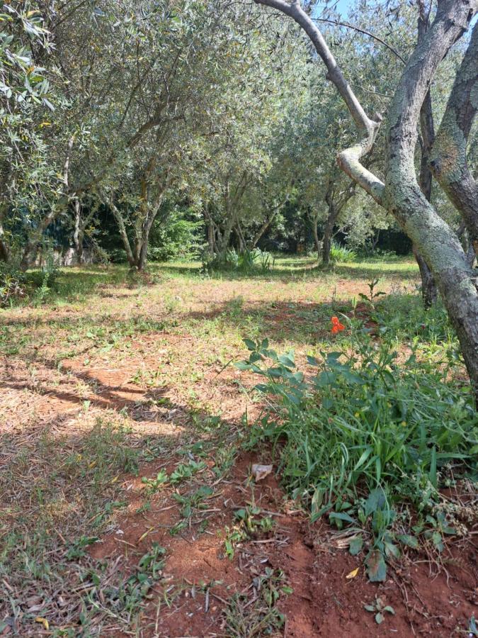 Villa Eucaliptus Istrien Rovinj Ngoại thất bức ảnh